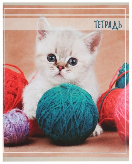 Набор общих тетрадей Calligrata Котята, 36 л, А5+, клетка, мягкая обложка, 5 шт купить,NaN