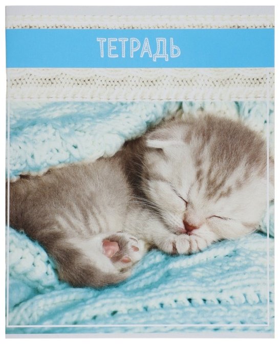 Набор общих тетрадей Calligrata Кошки, 36 л, А5+, клетка, мягкая обложка, 5 шт купить,NaN