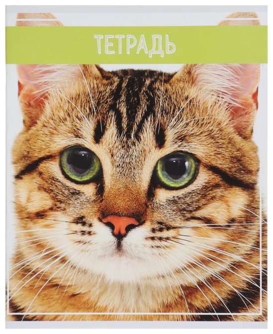 Набор общих тетрадей Calligrata Кошки, 36 л, А5+, клетка, мягкая обложка, 5 шт купить,NaN