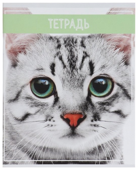 Набор общих тетрадей Calligrata Кошки, 36 л, А5+, клетка, мягкая обложка, 5 шт купить,NaN