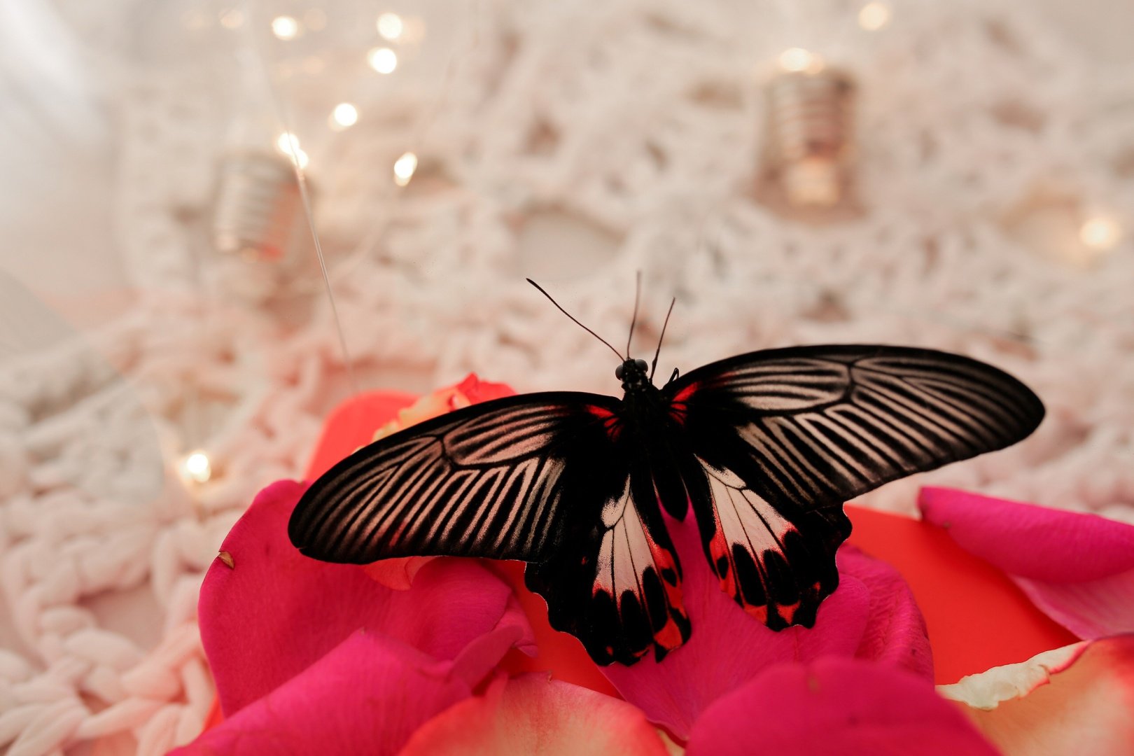 Papilio.Almaty изучение насекомых 855562