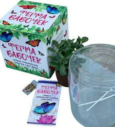 Papilio.Almaty изучение насекомых 855562