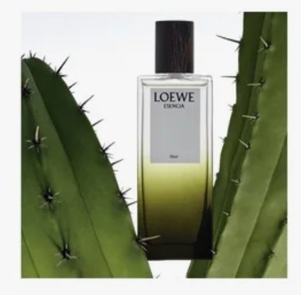 Loewe Esencia Elixir парфюмерная вода EDP 50 мл, для мужчин - ForteMarket Loewe Esencia Elixir парфюмерная вода EDP 50 мл, для мужчин купить,0