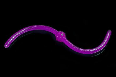 Jara Baits Jum-Jum 04486