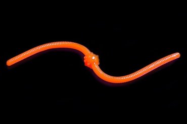 Jara Baits Jum-Jum 04485 купить,NaN