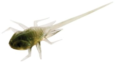 Мягкая приманка 13 Fishing BA-GH Fishing B.A.M.F Panfish Plastics 6 шт купить,NaN