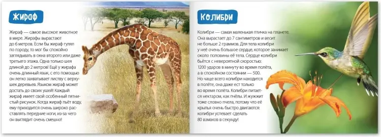 Книга Е.Сачкова: Удивительный мир купить,NaN