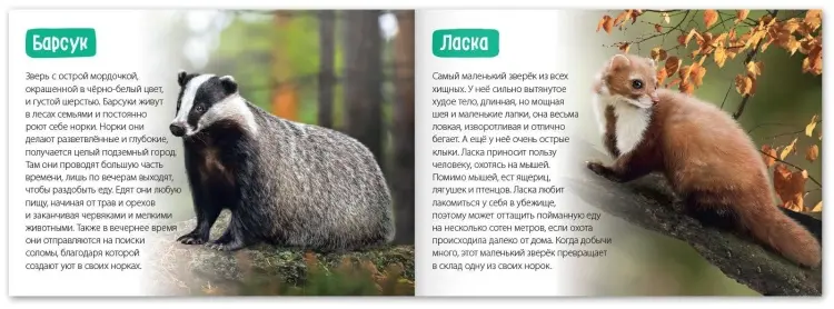 Книга Е.Сачкова: Удивительный мир купить,NaN
