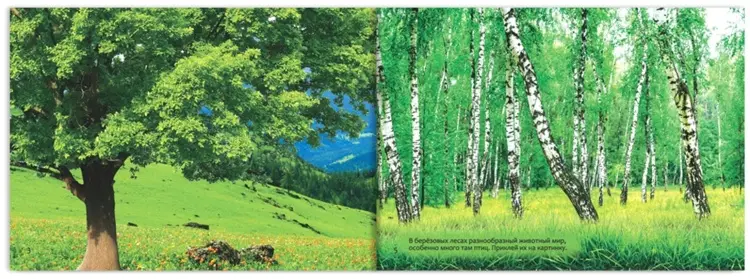 Книга Е.Сачкова: Изучаем животных купить,NaN