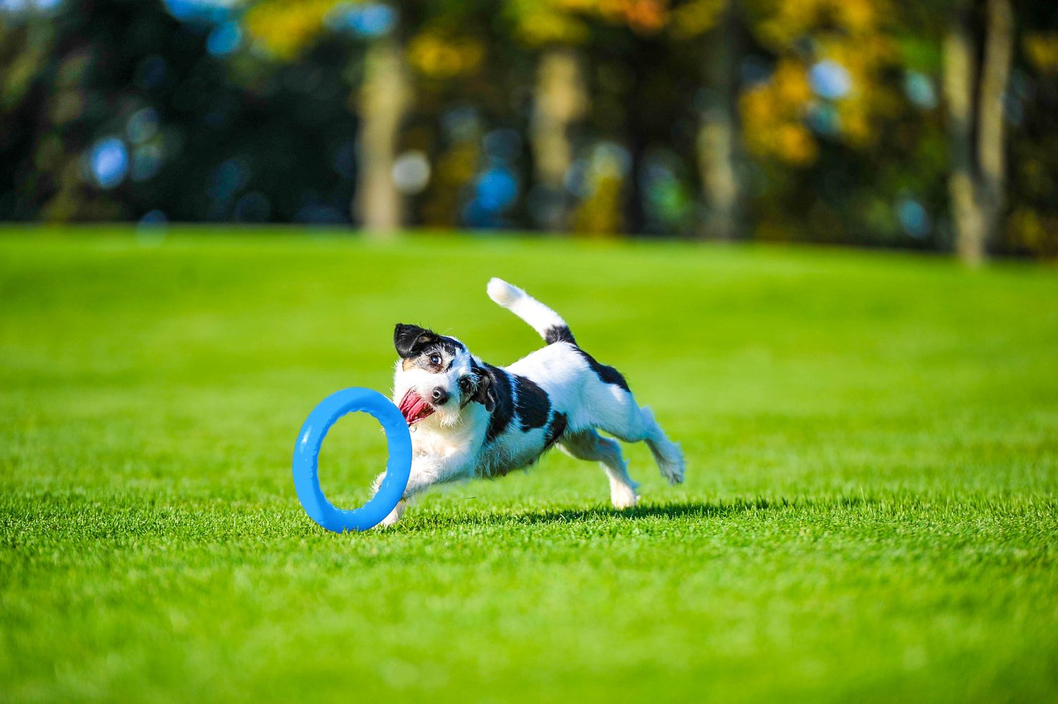 Игрушка PitchDog кольцо 62362 голубой купить,2990