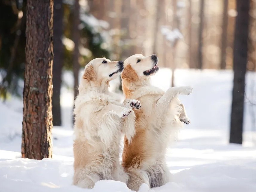 Уход Фармакс Айда гулять! Воск защитный для лап собак 100 г