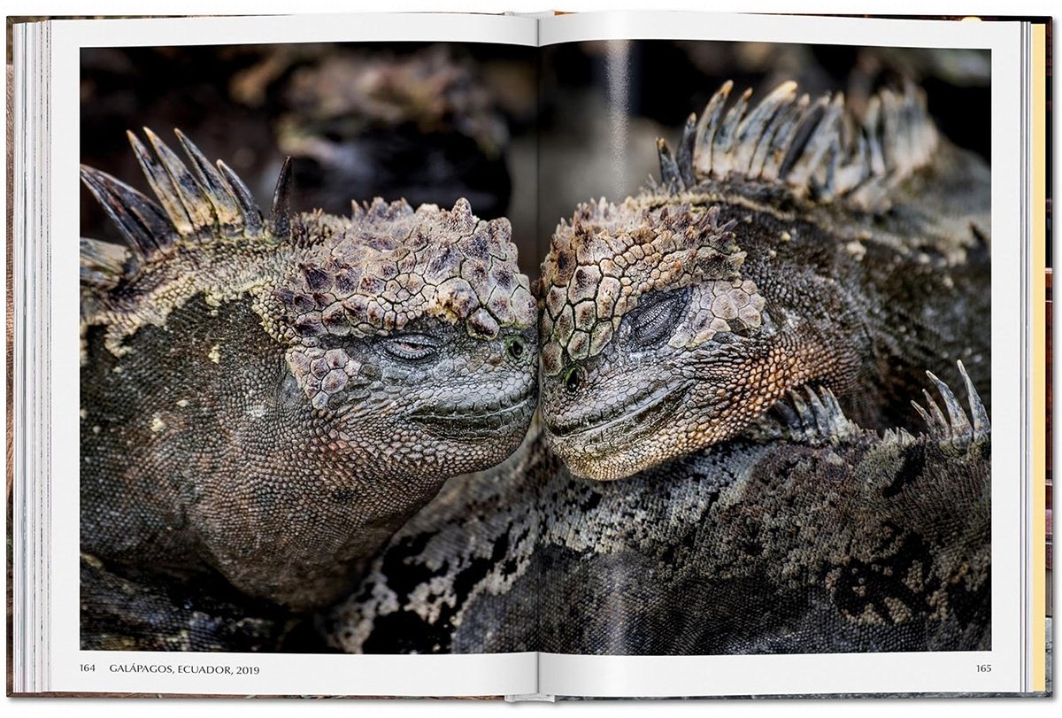 Книга Steve McCurry. Animals купить,NaN