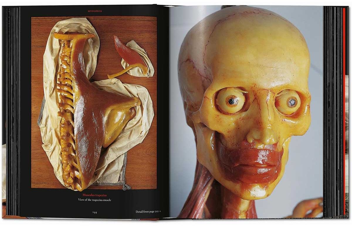Книга Без автора: Anatomical Waxes. 45th Ed. купить,NaN