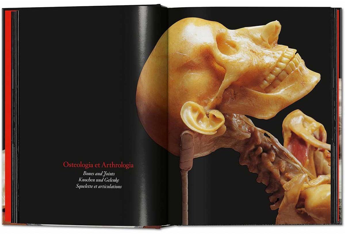 Книга Без автора: Anatomical Waxes. 45th Ed. купить,NaN