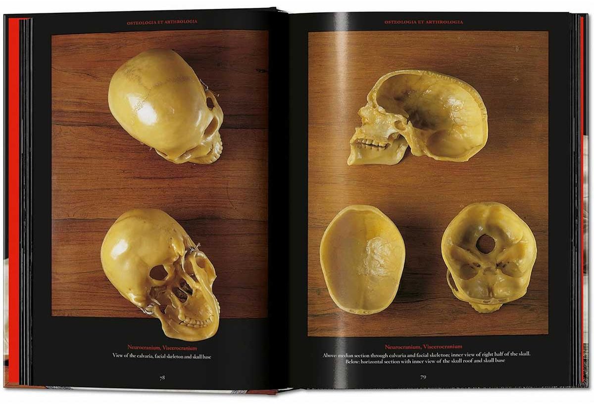 Книга Без автора: Anatomical Waxes. 45th Ed. купить,NaN