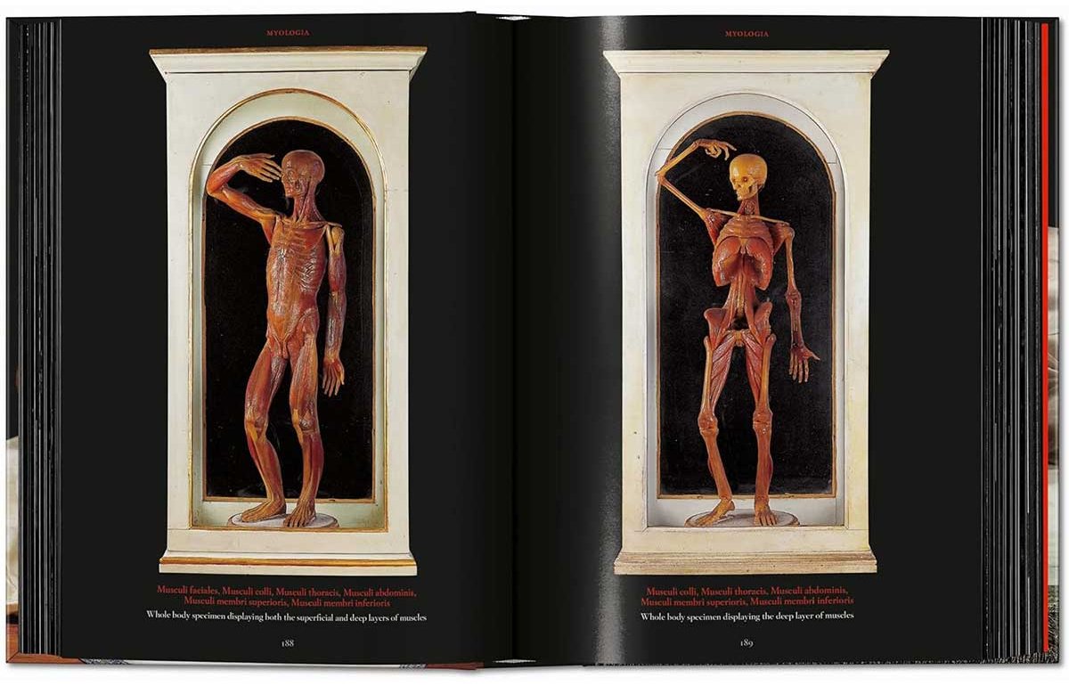 Книга Без автора: Anatomical Waxes. 45th Ed. купить,NaN