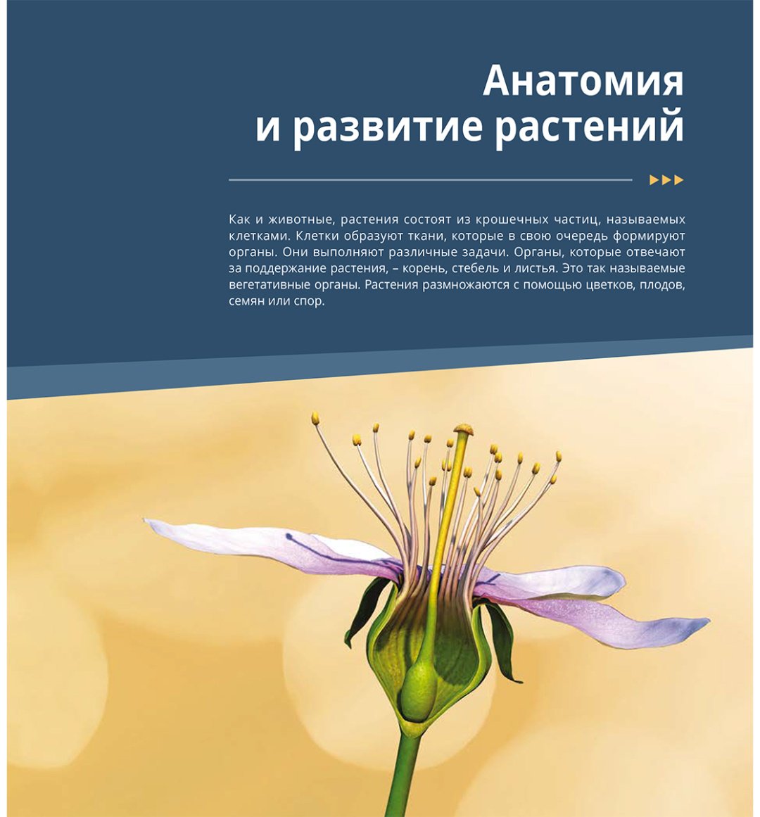 Книга Коллектив авторов: Интерактивная 3Д-книга: Растения и грибы купить,NaN