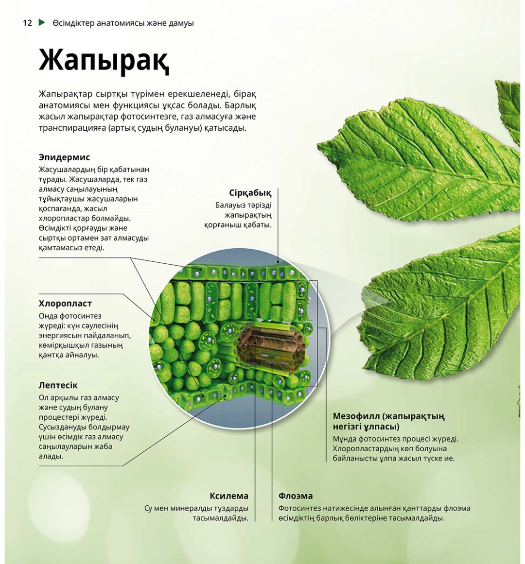 Книга Коллектив авторов: Интербелсенді 3Д-кітап: Өсімдіктер мен саңырауқұлақтар купить,NaN