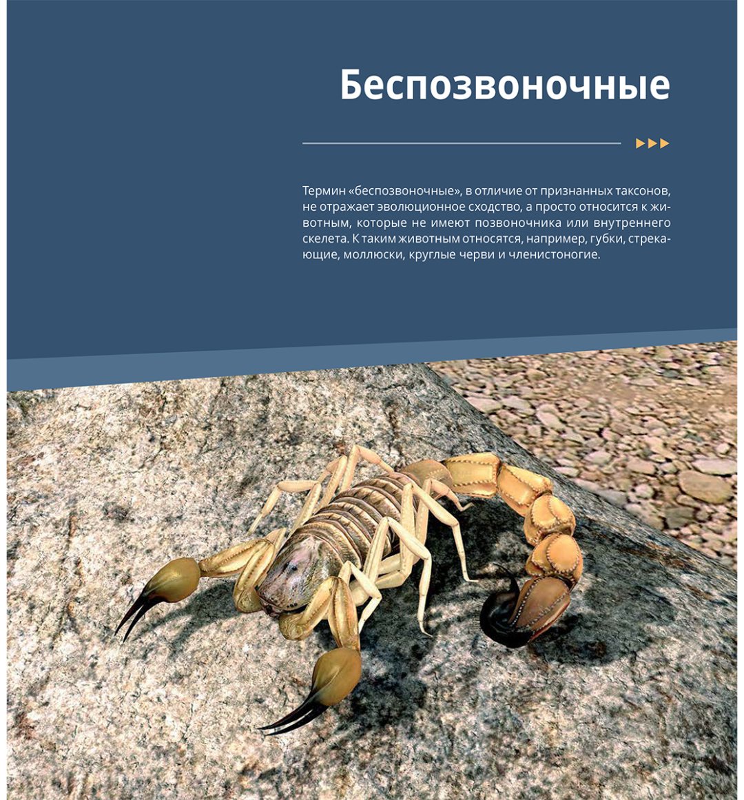 Книга Нет автора: Интерактивная 3Д-книга: Мир животных купить,NaN