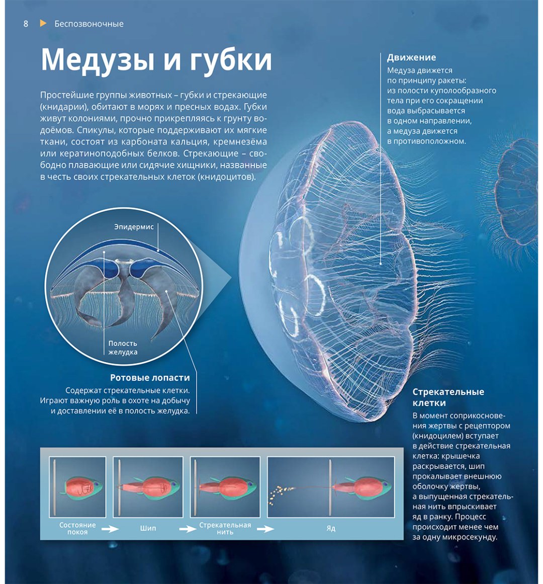 Книга Нет автора: Интерактивная 3Д-книга: Мир животных купить,NaN