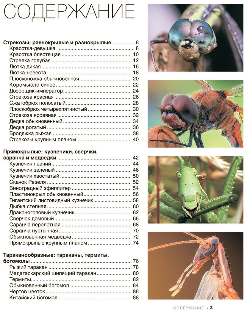 Книга Спектор А. А.: Большая книга о насекомых. 1001 фотография купить,NaN