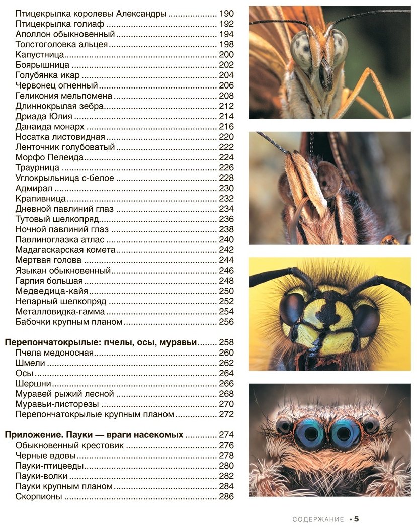 Книга Спектор А. А.: Большая книга о насекомых. 1001 фотография купить,NaN
