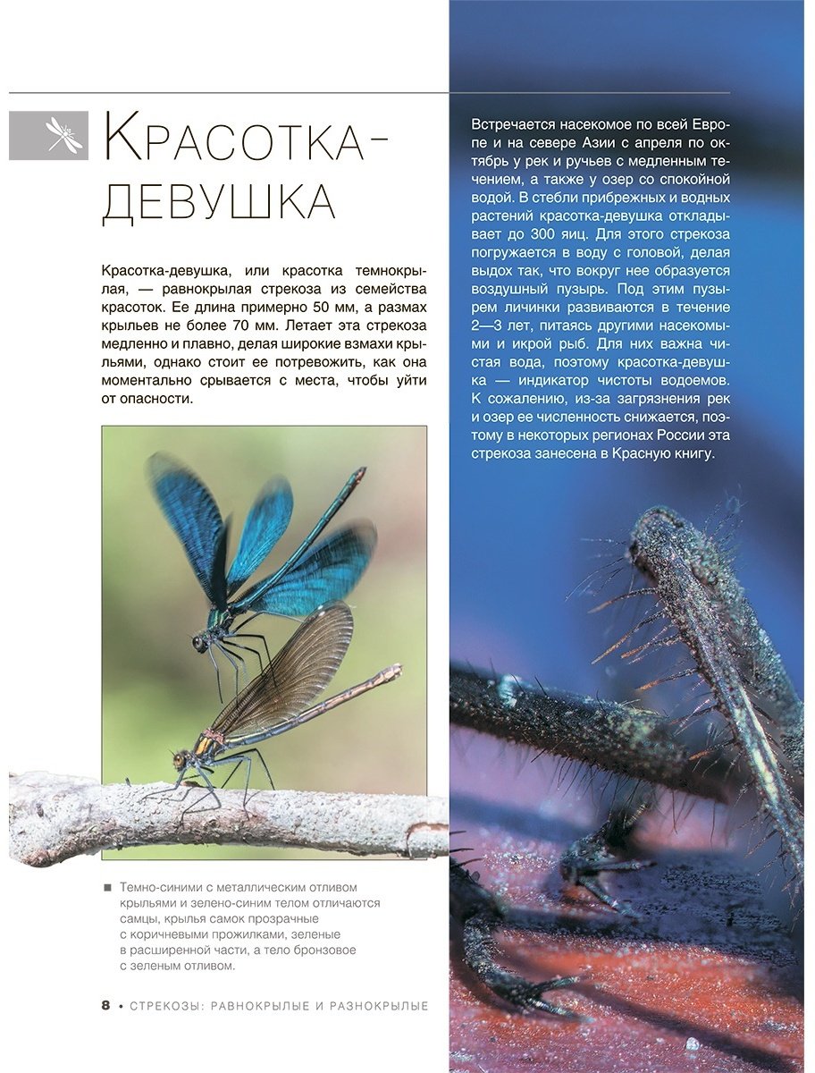 Книга Спектор А. А.: Большая книга о насекомых. 1001 фотография купить,NaN