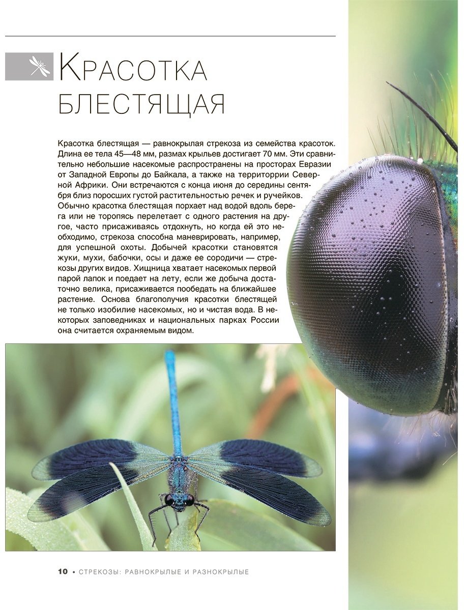 Книга Спектор А. А.: Большая книга о насекомых. 1001 фотография купить,NaN