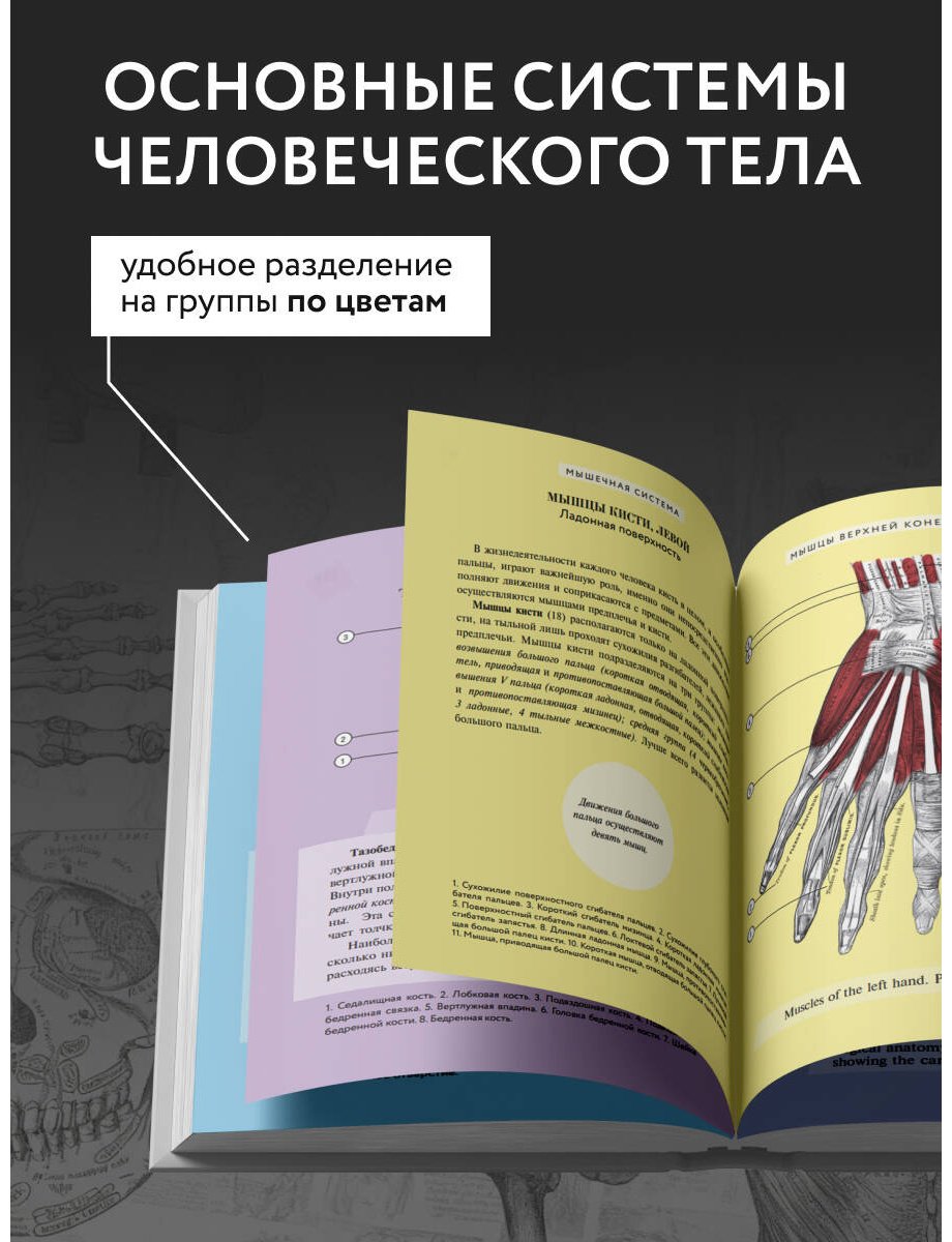 Книга Билич Г. Л., Николенко В. Н.: Популярный атлас анатомии человека. 200 классических иллюстраций из «Анатомии Грея» - ForteMarket Книга Билич Г. Л., Николенко В. Н.: Популярный атлас анатомии человека. 200 классических иллюстраций из «Анатомии Грея» купить,NaN
