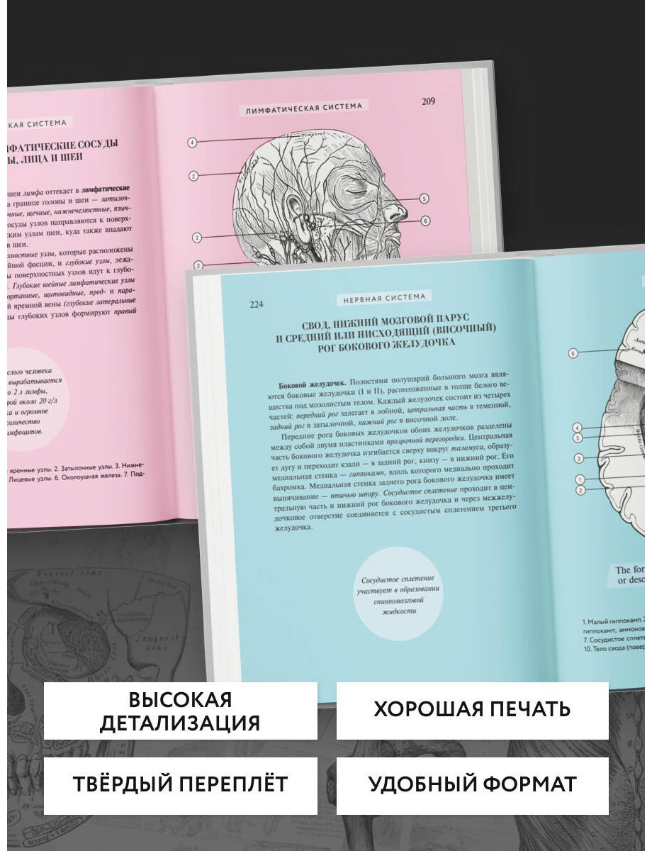 Книга Билич Г. Л., Николенко В. Н.: Популярный атлас анатомии человека. 200 классических иллюстраций из «Анатомии Грея» - ForteMarket Книга Билич Г. Л., Николенко В. Н.: Популярный атлас анатомии человека. 200 классических иллюстраций из «Анатомии Грея» купить,NaN