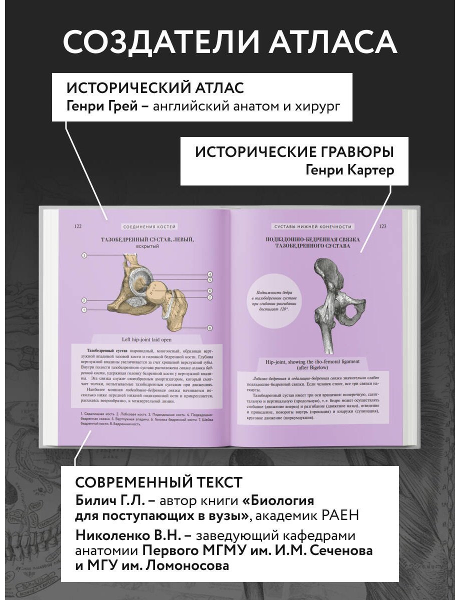 Книга Билич Г. Л., Николенко В. Н.: Популярный атлас анатомии человека. 200 классических иллюстраций из «Анатомии Грея» - ForteMarket Книга Билич Г. Л., Николенко В. Н.: Популярный атлас анатомии человека. 200 классических иллюстраций из «Анатомии Грея» купить,NaN