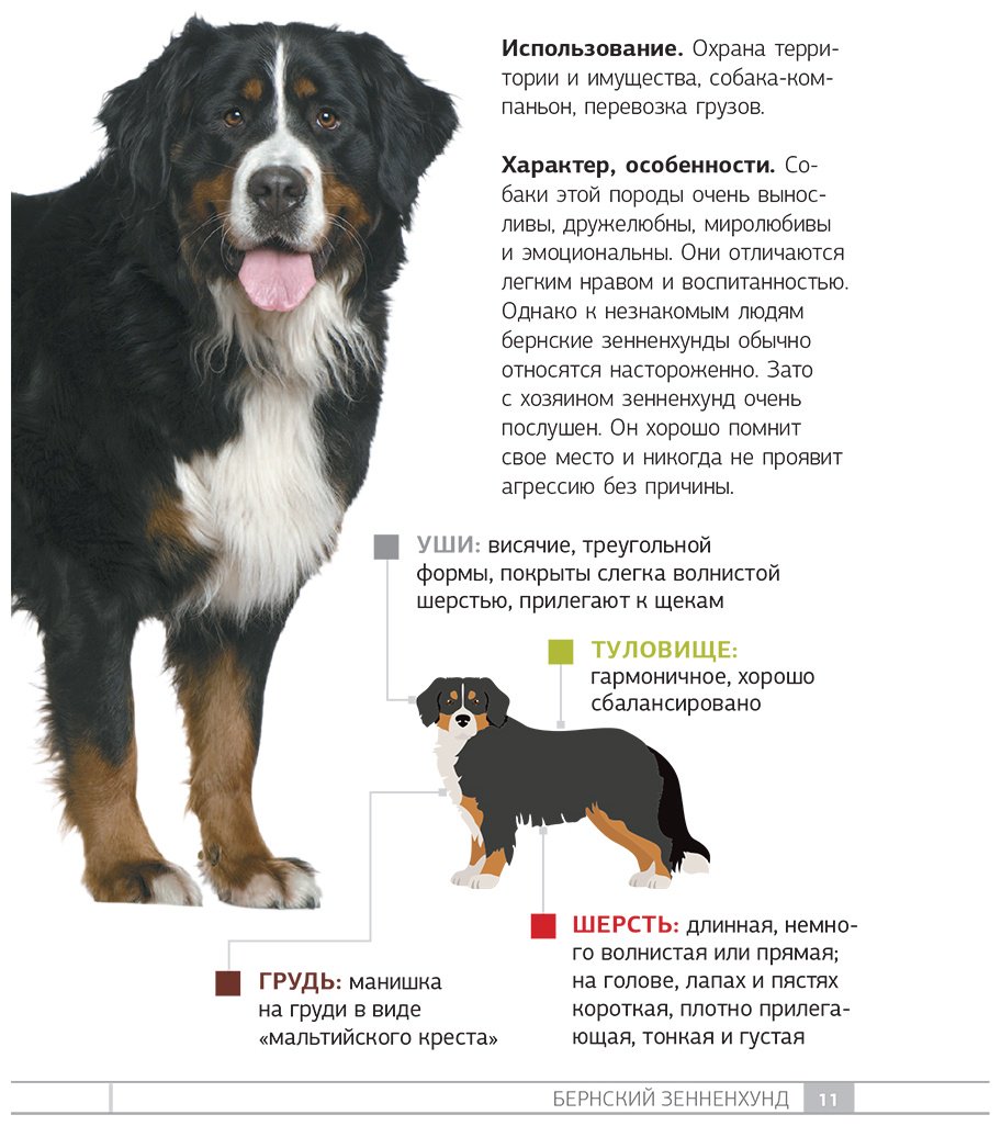 Книга Барановская И. Г.: Барановская И. Г.: Собаки. 80 самых популярных пород. Иллюстрированный определитель купить,NaN