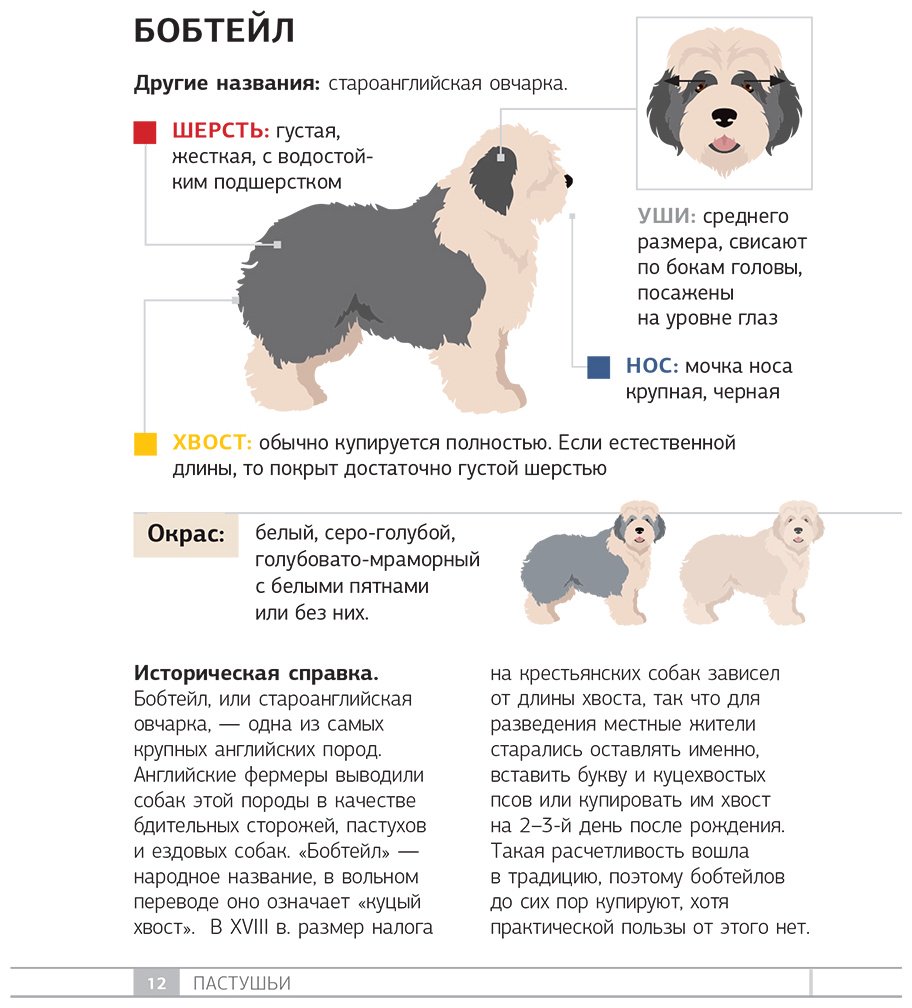 Книга Барановская И. Г.: Барановская И. Г.: Собаки. 80 самых популярных пород. Иллюстрированный определитель купить,NaN