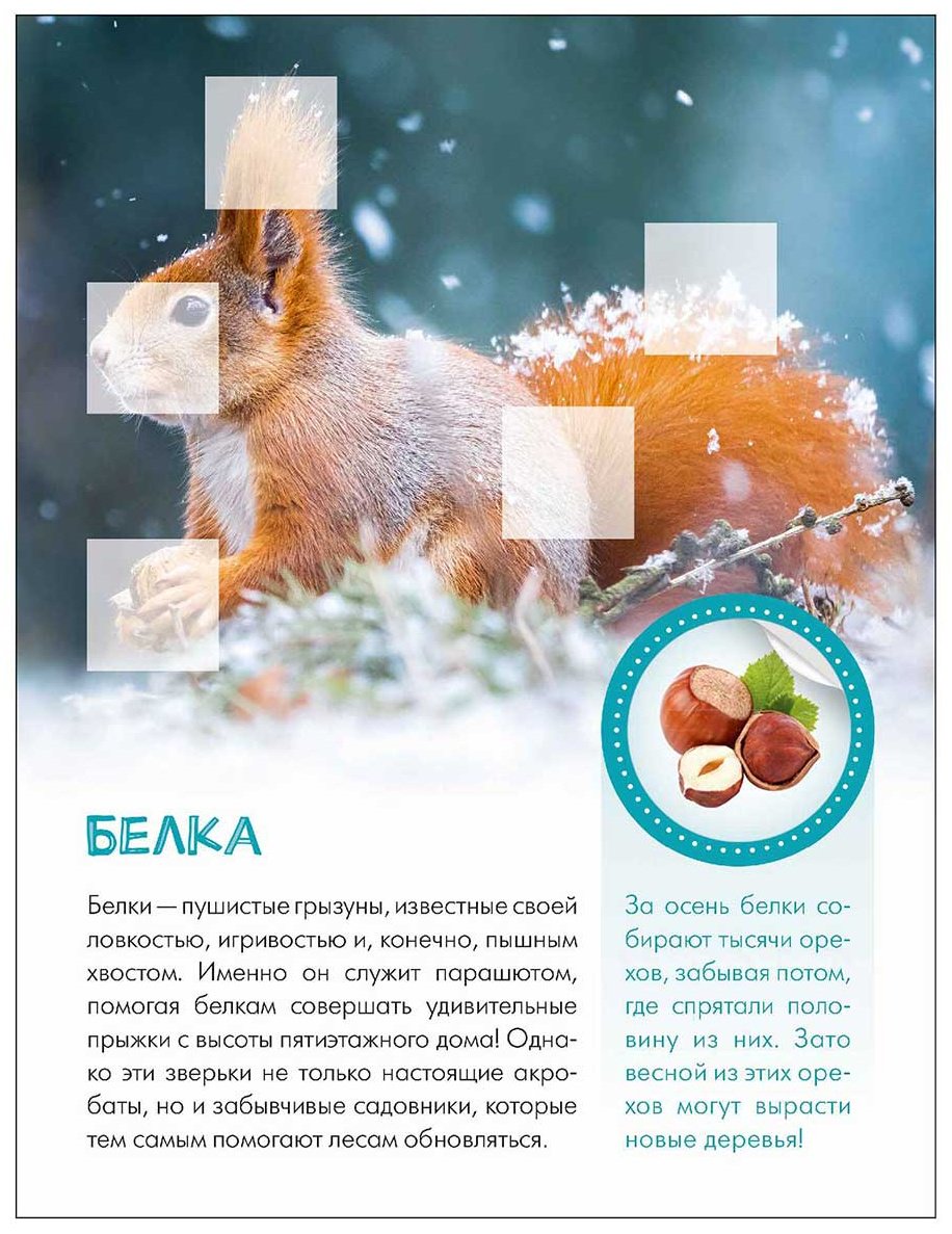 Книга Без автора: Мир животных с наклейками. Кто живёт в лесу купить,NaN