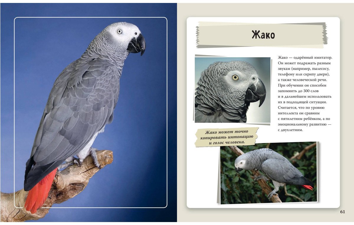 Книга Нет автора: Удивительные животные нашей планеты купить,NaN