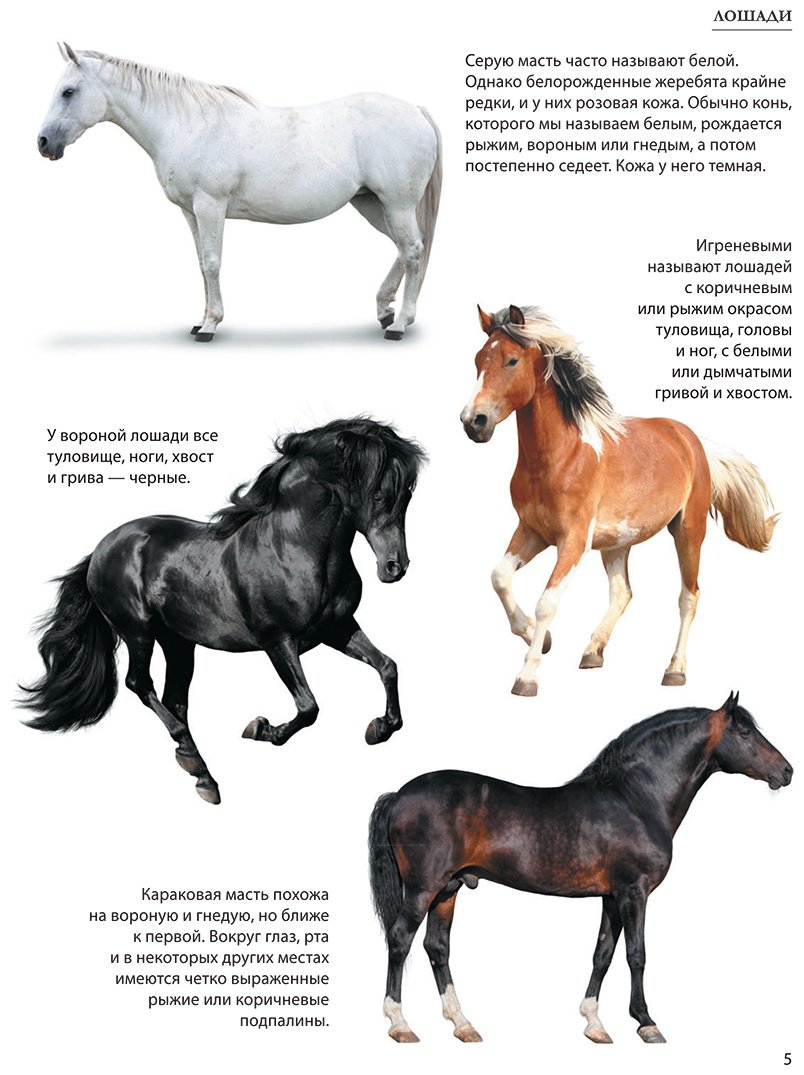 Книга Спектор А. А.: Лошади купить,NaN