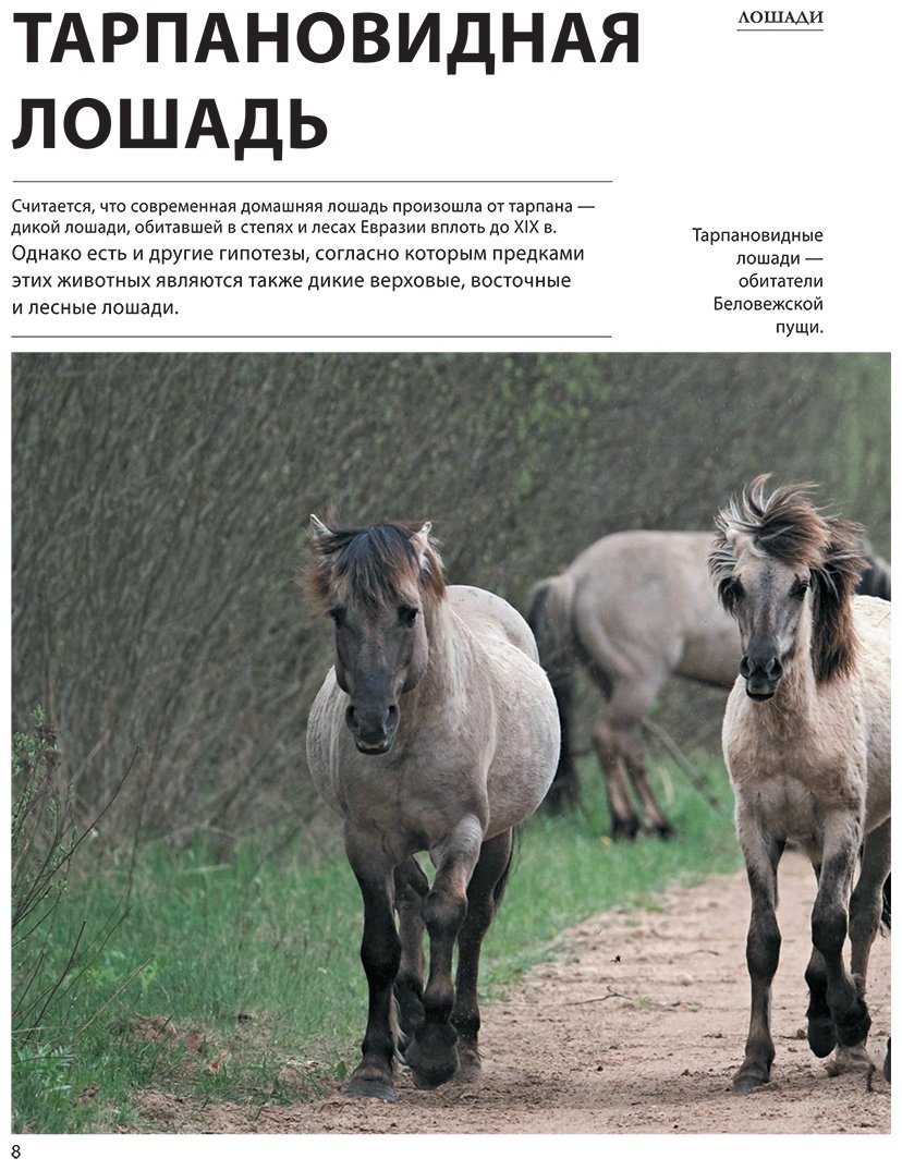 Книга Спектор А. А.: Лошади купить,NaN