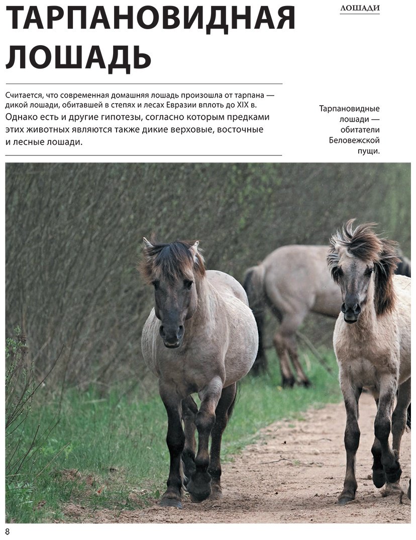 Книга Спектор А. А.: Лошади купить,NaN