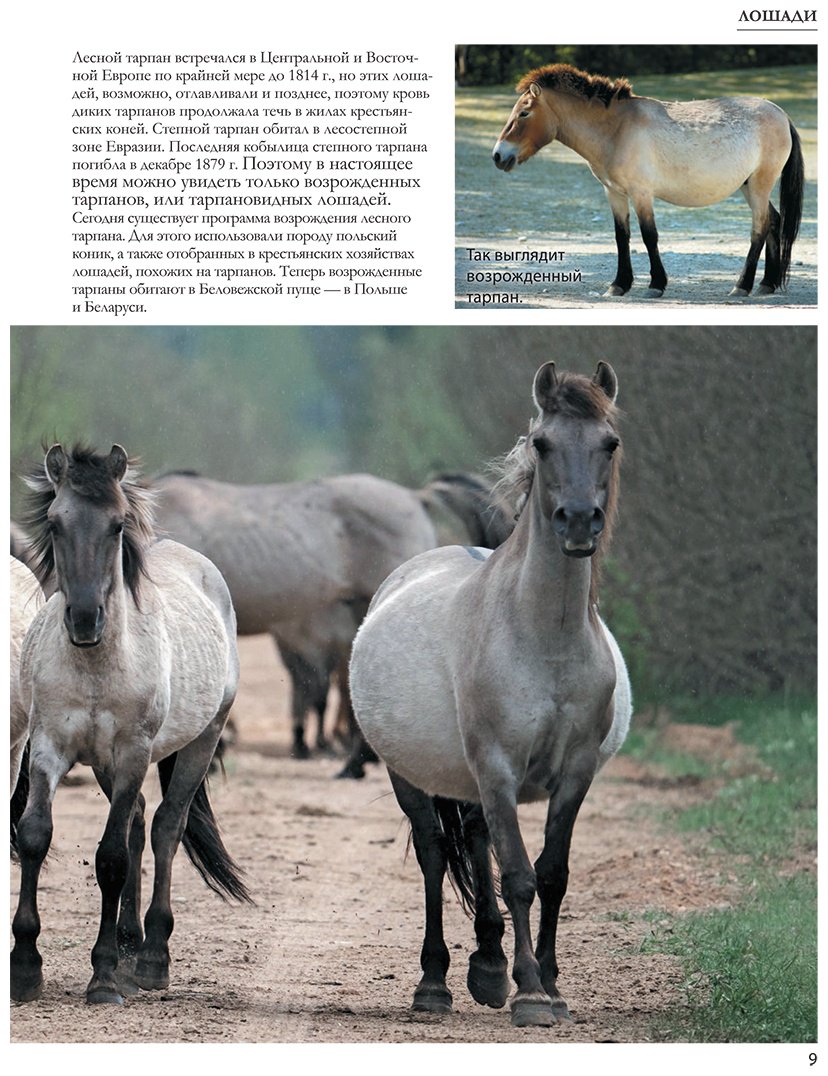 Книга Спектор А. А.: Лошади купить,NaN