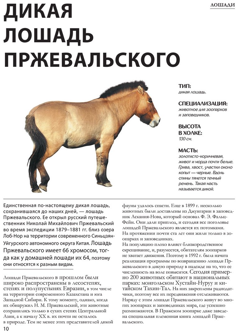 Книга Спектор А. А.: Лошади купить,NaN