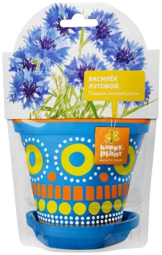 Выращивание растений Happy Plant Василек луговой