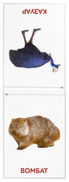 Книга Карточки Домана. Животные материков купить,NaN