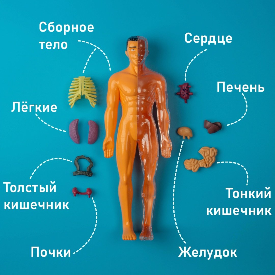 Проектирование и моделирование Эврики Строение тела 2772939 купить,NaN