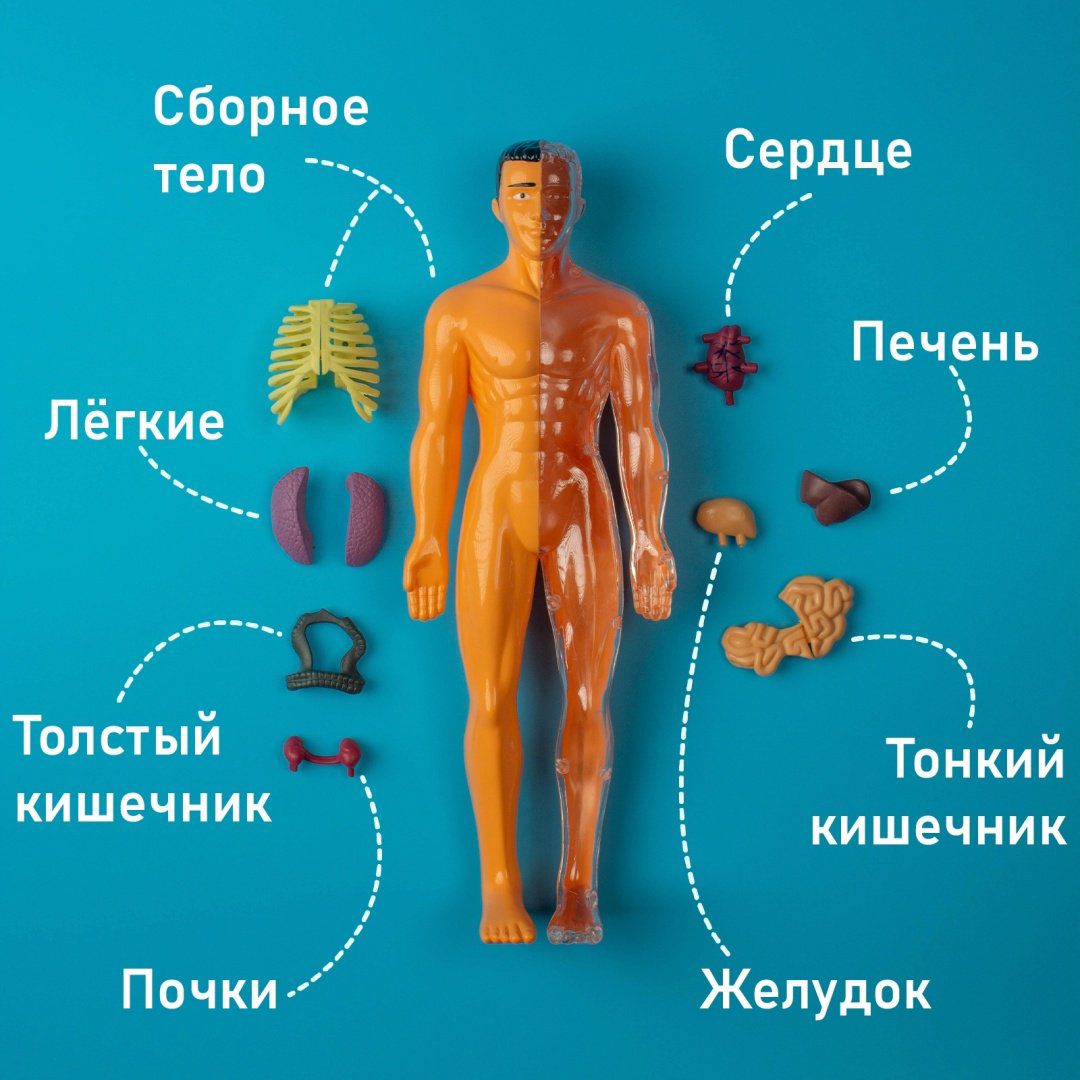 Проектирование и моделирование Эврики Строение тела 2772939 купить,NaN