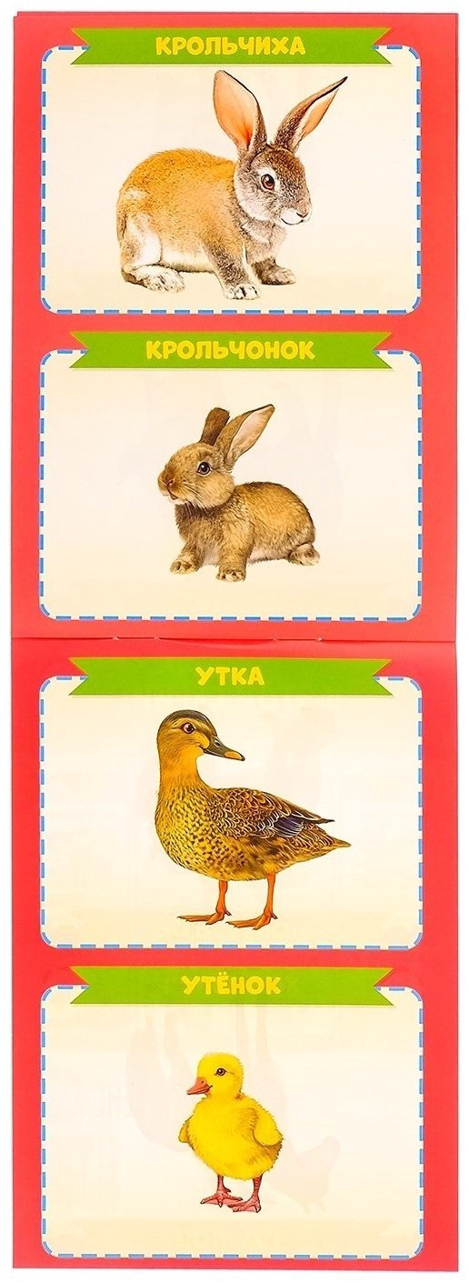 Книга Е.Сачкова: Растём вместе купить,NaN