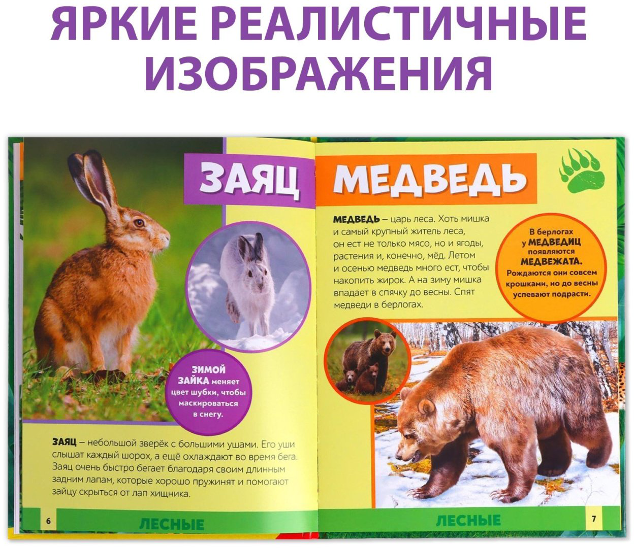 Книга Е.Сачкова: В мире животных купить,NaN