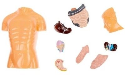 Эврики 2772940 Строение тела купить,NaN