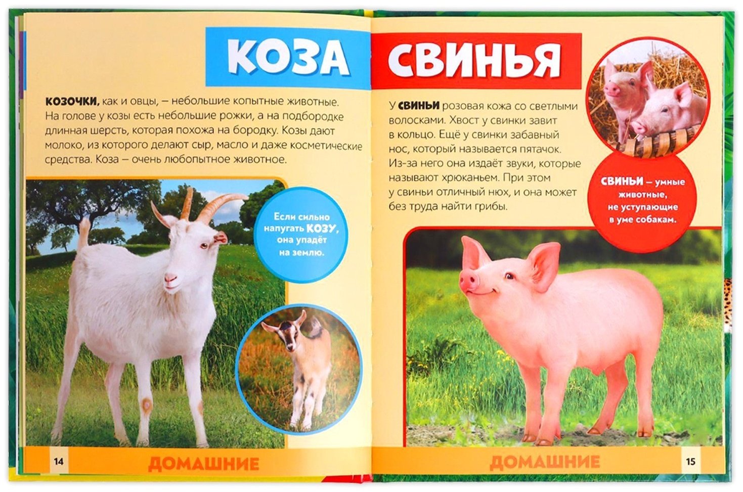 Книга Е.Сачкова: В мире животных купить,NaN