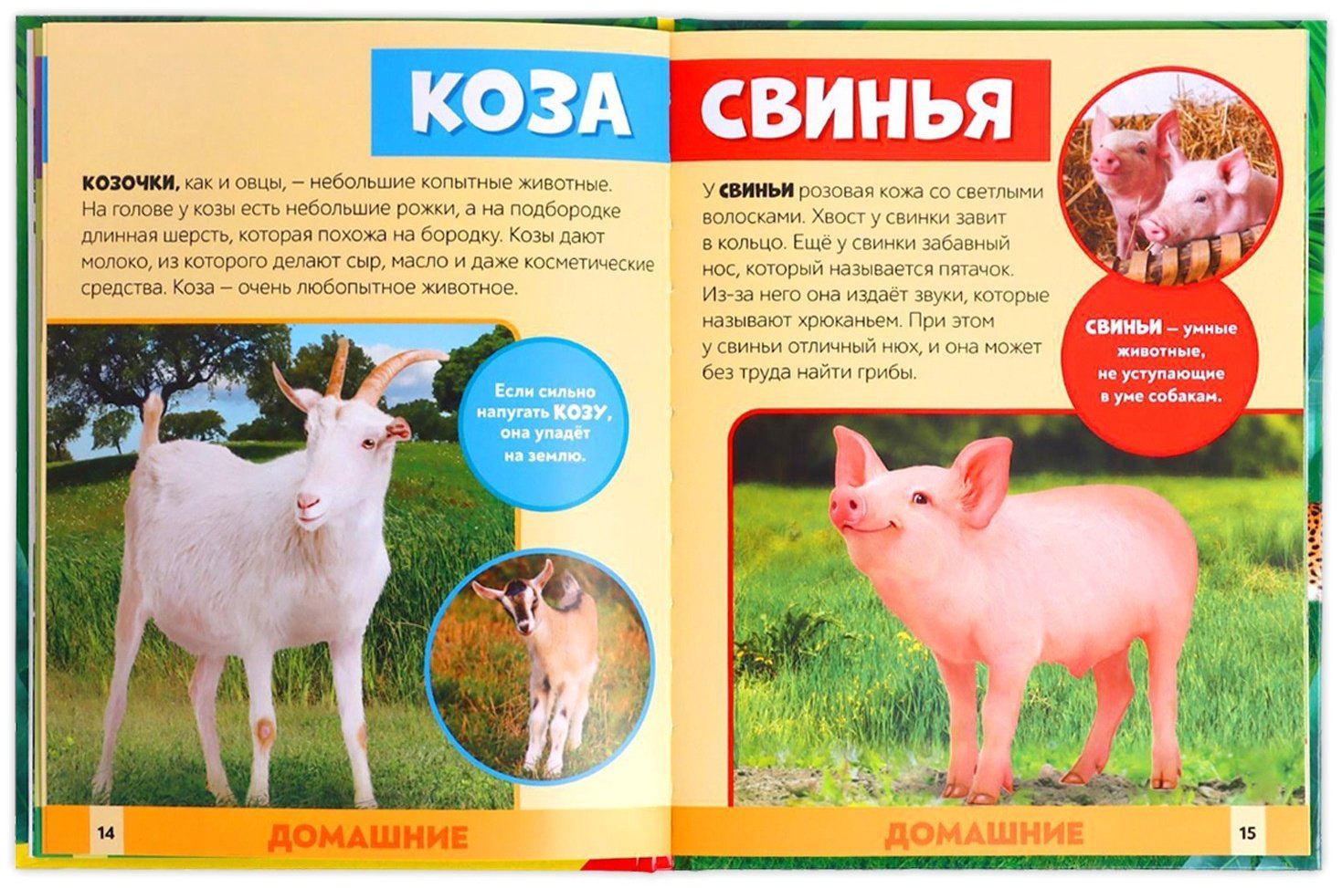 Книга Е.Сачкова: В мире животных купить,NaN