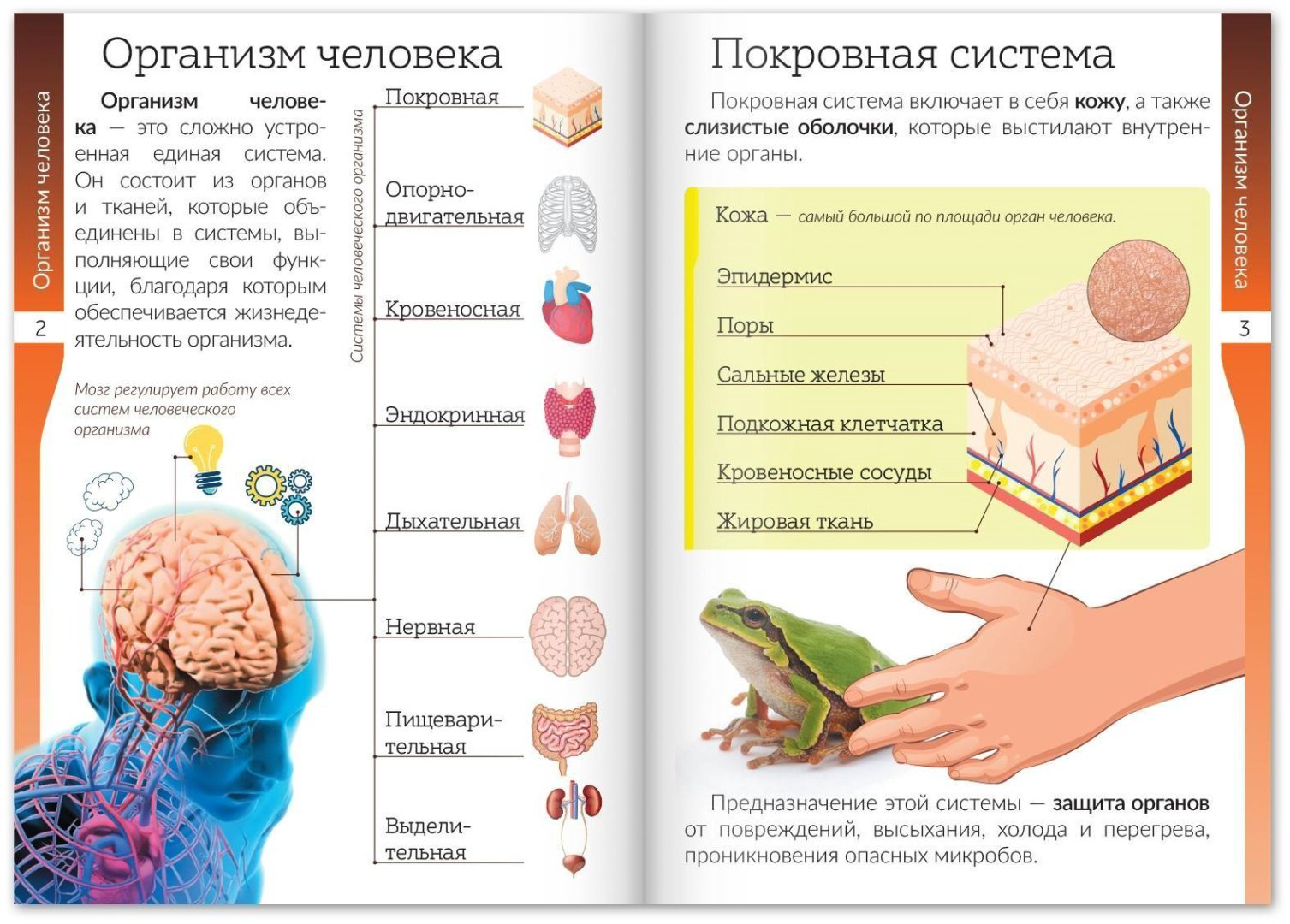 Книга Е.Сачкова: Мир природы и человека купить,NaN